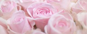 Glasbild Rosa Rosenblüten
